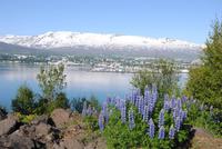 Blick über Fjord auf Akureyri