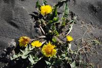 Vegitation am Godafoss