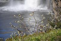 Vegitation am Godafoss