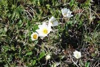 Vegitation am Godafoss