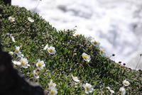 Vegitation am Godafoss