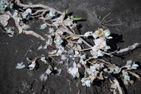 Vegitation am Fußweg zum Dettifoss