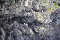 Landspitze von Dyrholaey