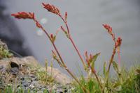 Landspitze von Dyrholaey - Vegitation