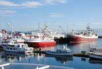 Hafen von Reykjavik - kurz vor Abfahrt Walsafari