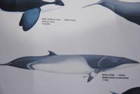 Minkwal - diese konnten wir auf Safari sichten