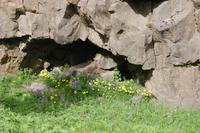 Vegetation am Felsen
