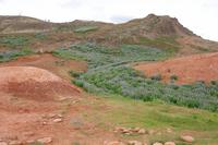 Alaska-Lupine besiedelt die Berghänge Islands 