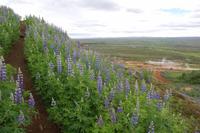 Alaska-Lupine besiedelt die Berghänge Islands - hier Geysir-Park
