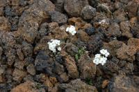 zarte Vegetation am Kraterrand