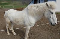 Isländer-Pferde in allen Farben