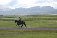 Anna´s Pferdezucht im Norden Islands