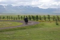 Anna´s Pferdezucht im Norden Islands