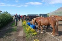 Anna´s Pferdezucht im Norden Islands
