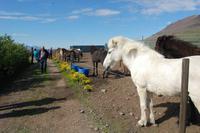 Anna´s Pferdezucht im Norden Islands