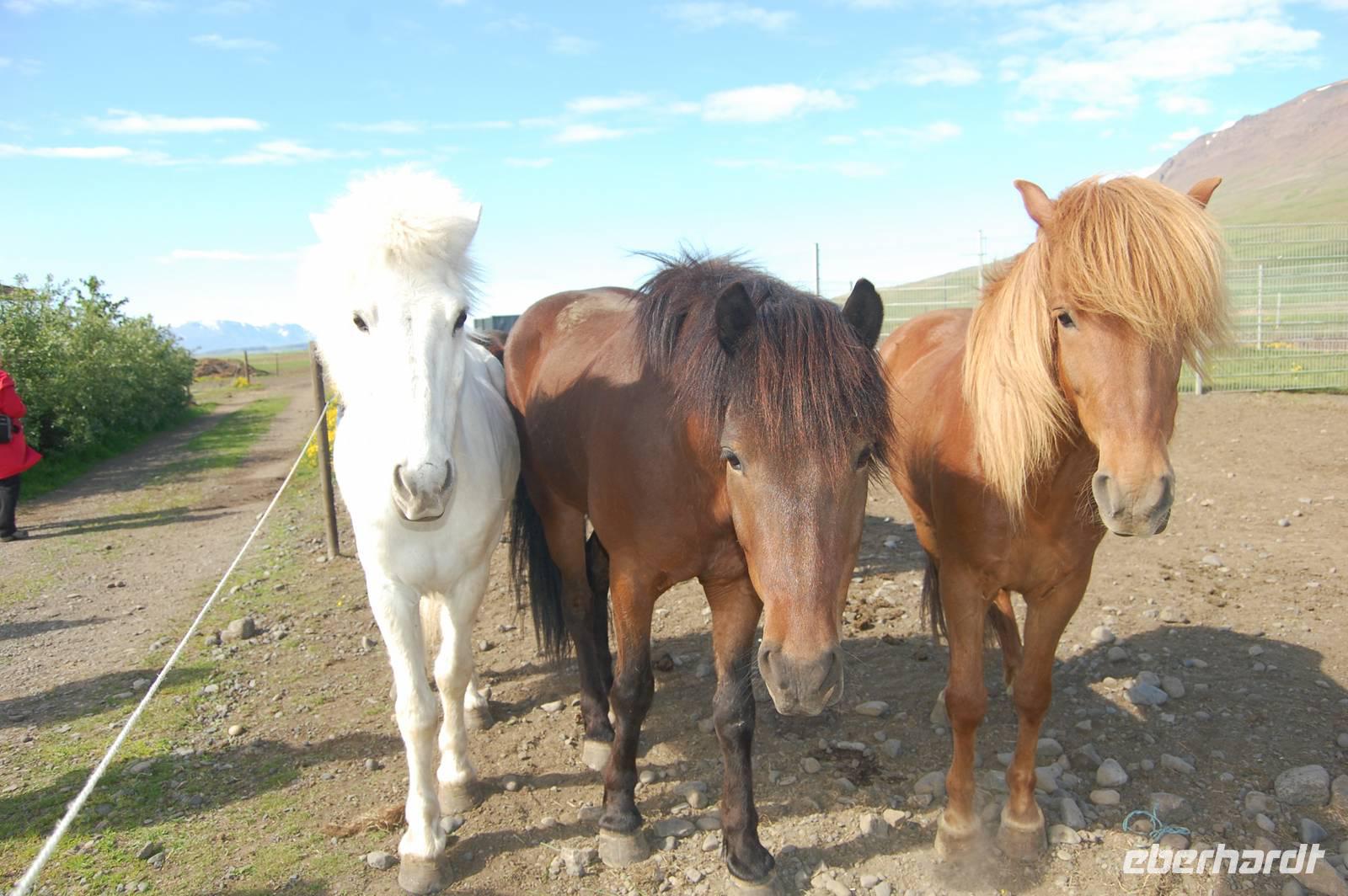 Isländer-Pferde in allen Farben