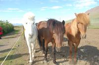 Isländer-Pferde in allen Farben