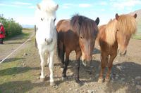 Isländer-Pferde in allen Farben