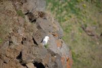 Brütende Seeschwalbe am nördlichen Kap der Halbinsel Tjörnes 