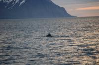 Walbeobachtung ab/an Akureyri - Buckelwal