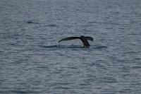 Walbeobachtung ab/an Akureyri - Buckelwal