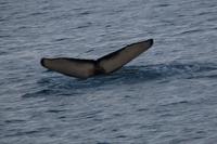 Walbeobachtung ab/an Akureyri - Buckelwal