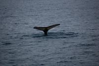 Walbeobachtung ab/an Akureyri - Buckelwal