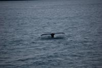 Walbeobachtung ab/an Akureyri - Buckelwal