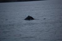 Walbeobachtung ab/an Akureyri - Buckelwal