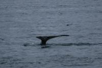 Walbeobachtung ab/an Akureyri - Buckelwal