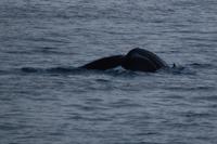 Walbeobachtung ab/an Akureyri - 2 Buckelwale