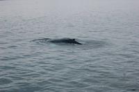 Walbeobachtung ab/an Akureyri - Buckelwal