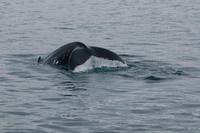 Walbeobachtung ab/an Akureyri - Buckelwal