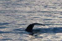 Walbeobachtung ab/an Akureyri - Buckelwal