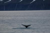 Walbeobachtung ab/an Akureyri - Buckelwal