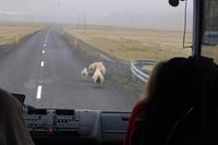 es gibt doppelt so viele Schafe wie Einwohner auf Island 
