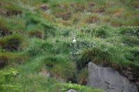 Papageientaucher beim Brüten