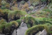 Papageientaucher beim Brüten