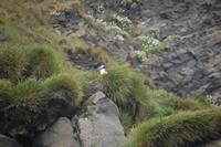 Papageientaucher beim Brüten