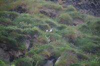 Papageientaucher beim Brüten