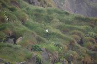 Papageientaucher beim Brüten