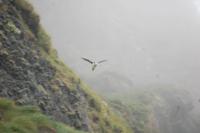 Papageientaucher beim Anflug