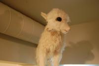 Heimatmuseum in Skógasafn - Missbildung beim Schaf