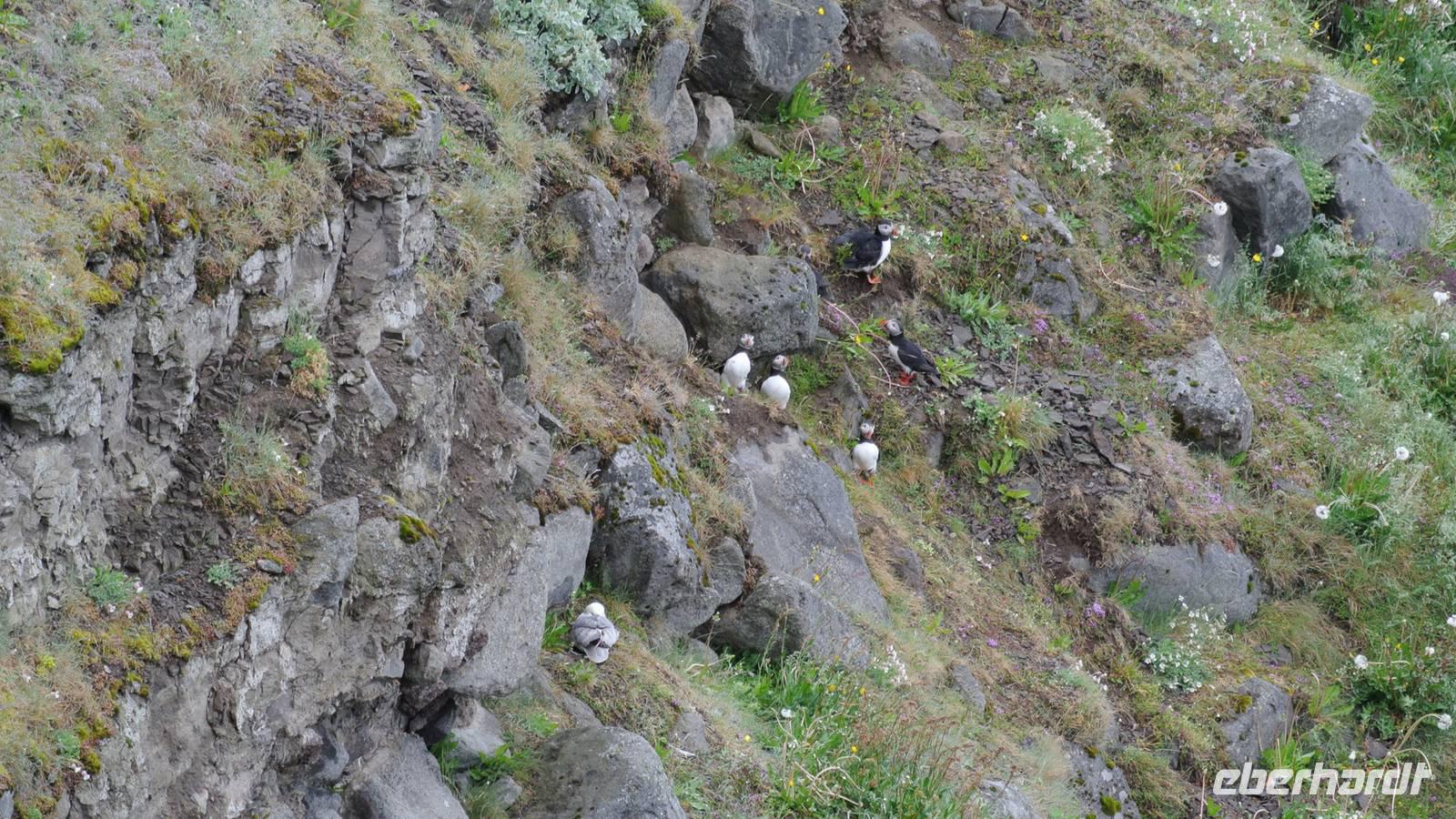 Papageientaucher Felsen