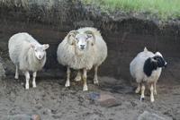 Mittagspause der Schafe