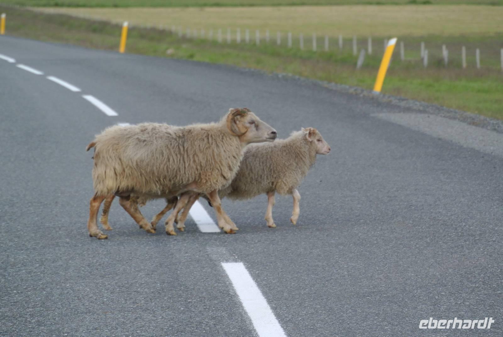 Schafe haben in Island Vorfahrt