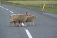 Schafe haben in Island Vorfahrt