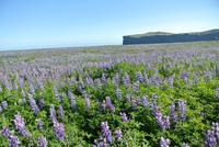 Island blüht vor Vik