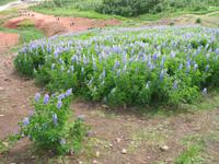 Hochtemperaturgebiet Haukadalur - Gletscherlupine