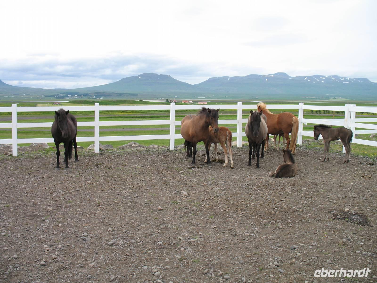 Pferdehof Flugumýri in Skagafjörður